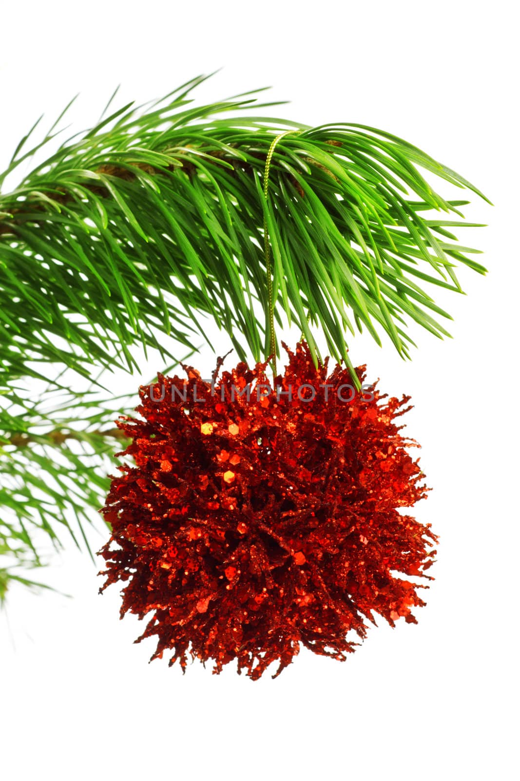 red decoration ball on pine branch