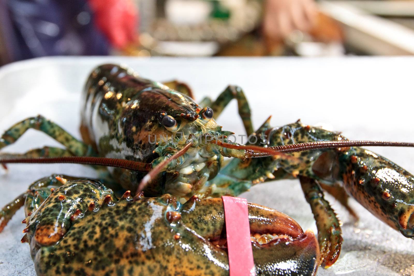 Fresh lobster at fisheries wholesale market in Seoul