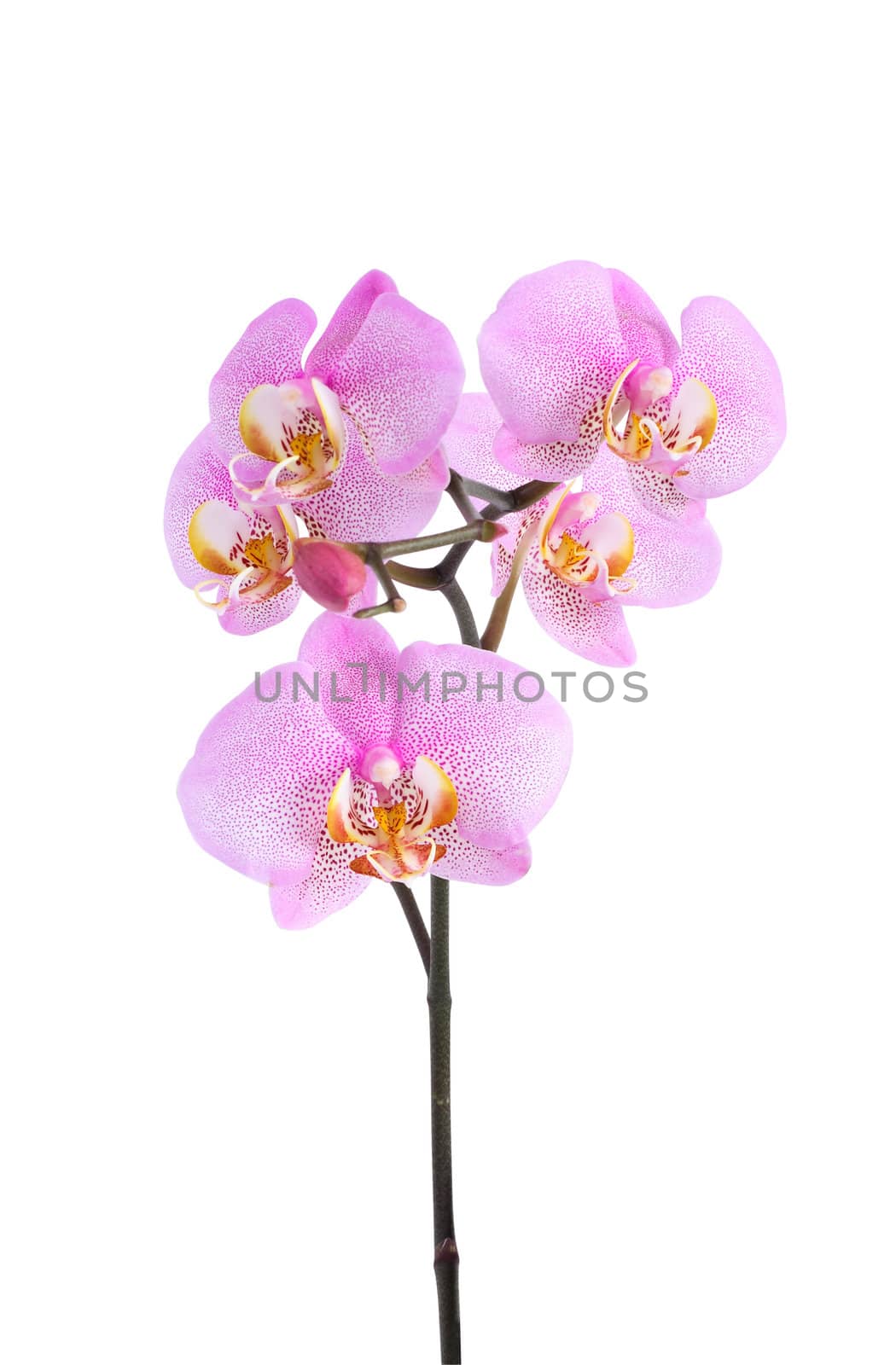 Closeup of beautiful purple orchid on white background. Isolated with clipping path