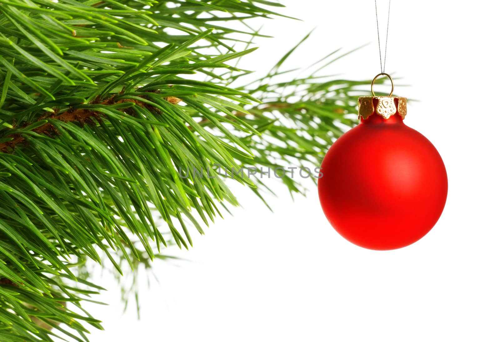 red decoration ball on pine branch, isolated on white