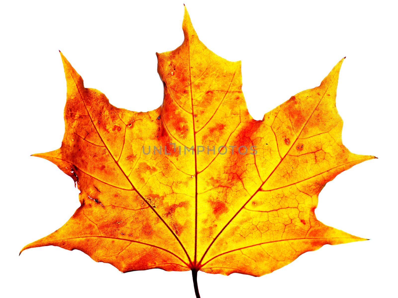 maple leaf  by petr_malyshev