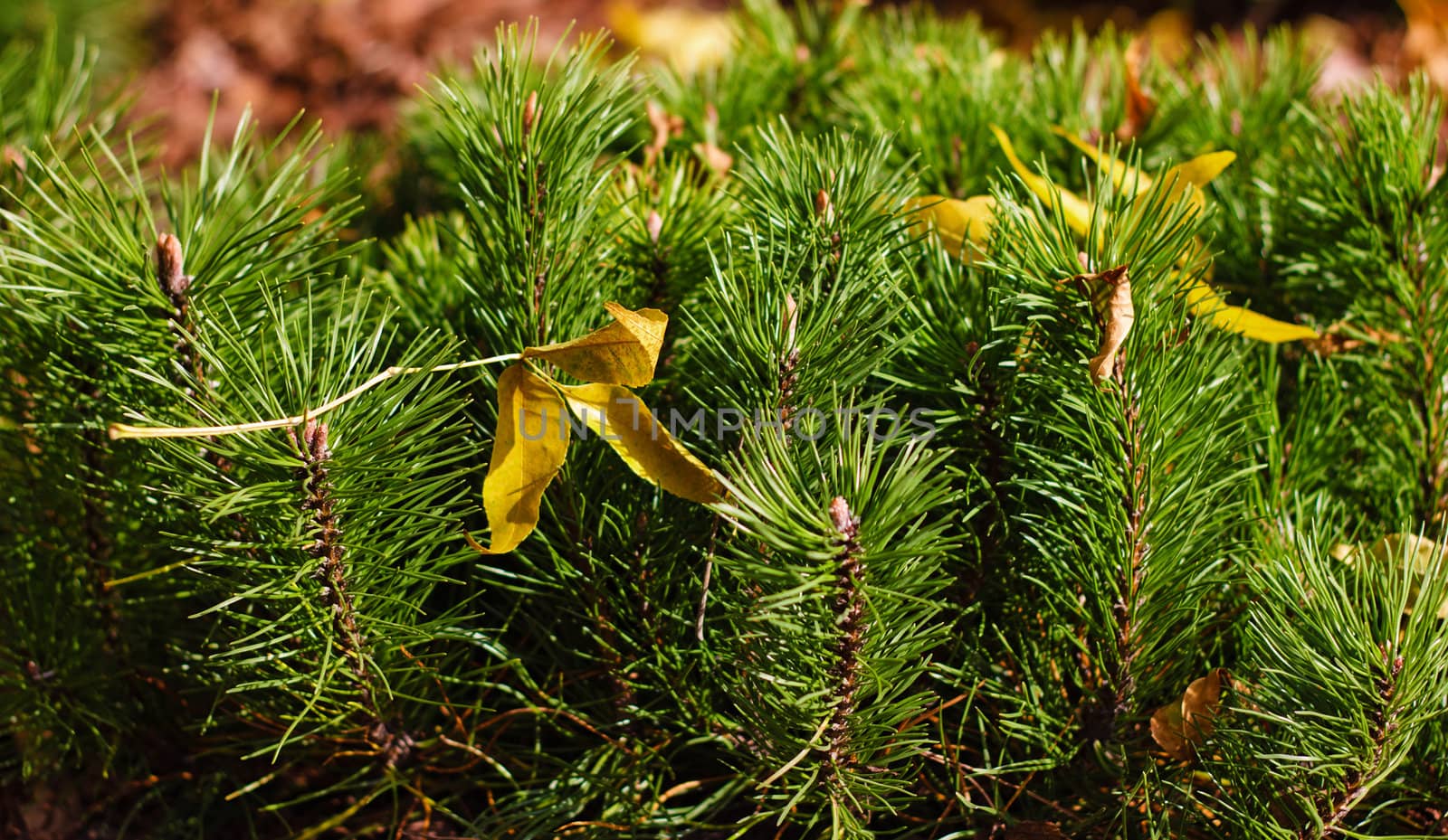 shoots mountain spruce under sunlight
