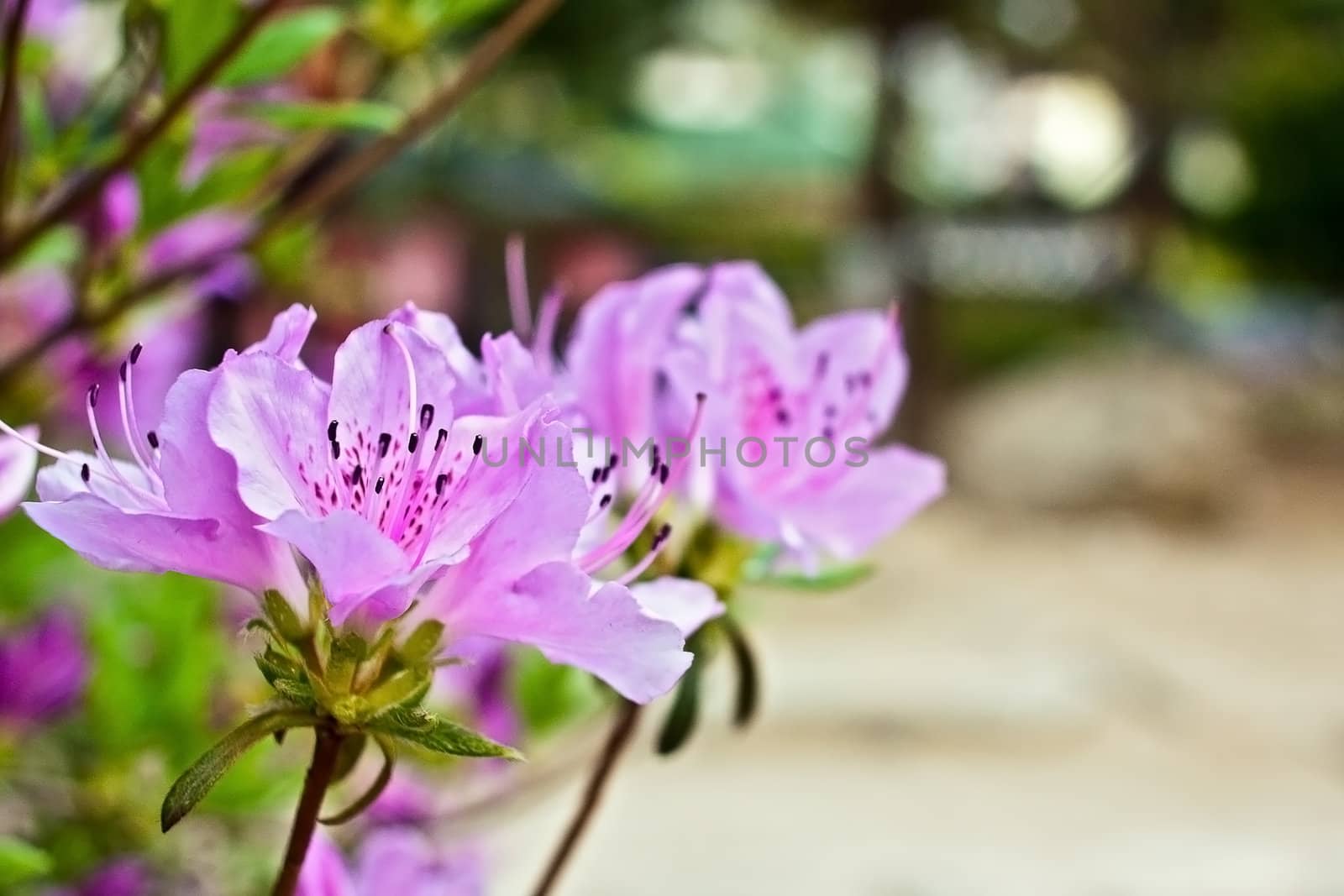 Blooming pink flower close-up on blurry background