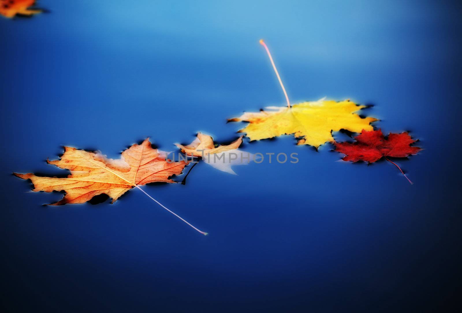 autumn maple leaves on water by petr_malyshev