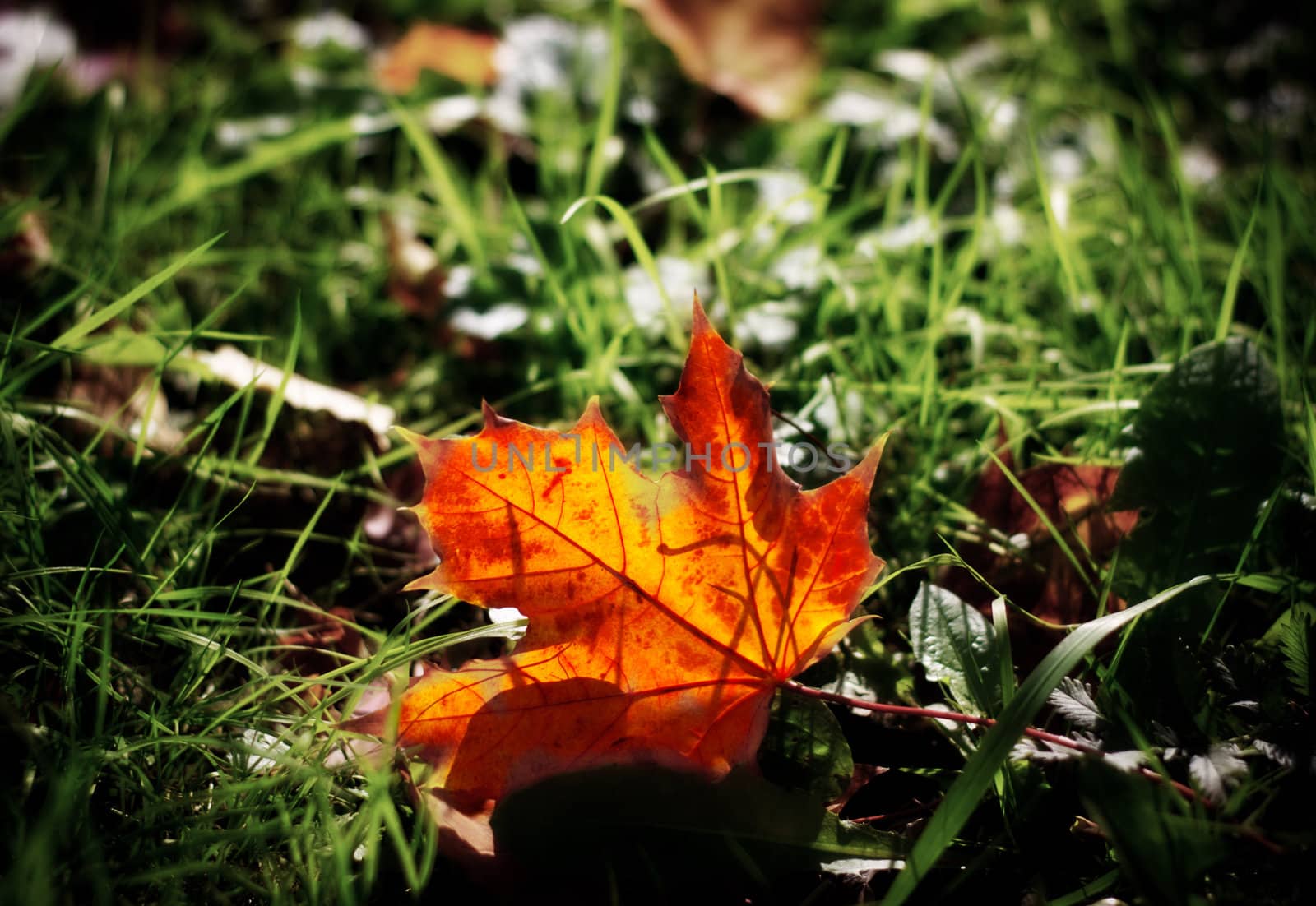 autumn mapple leaf in grass by petr_malyshev