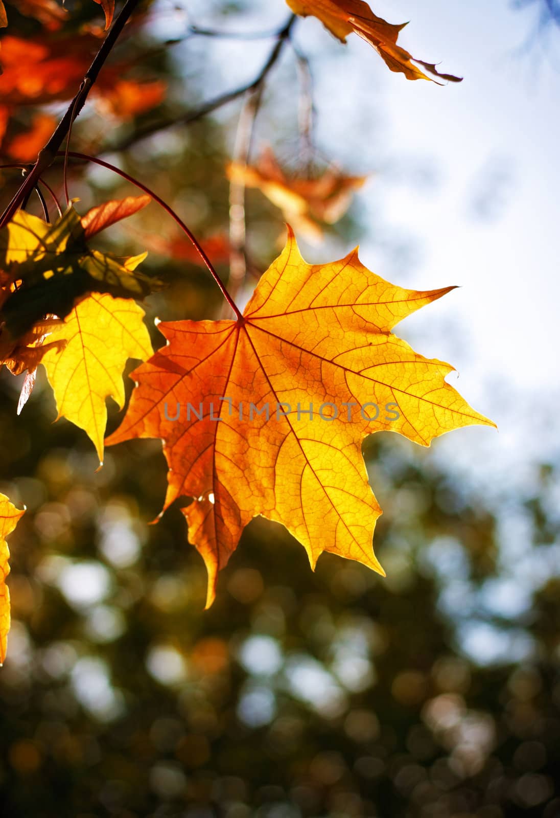 autumn maple leaves by petr_malyshev