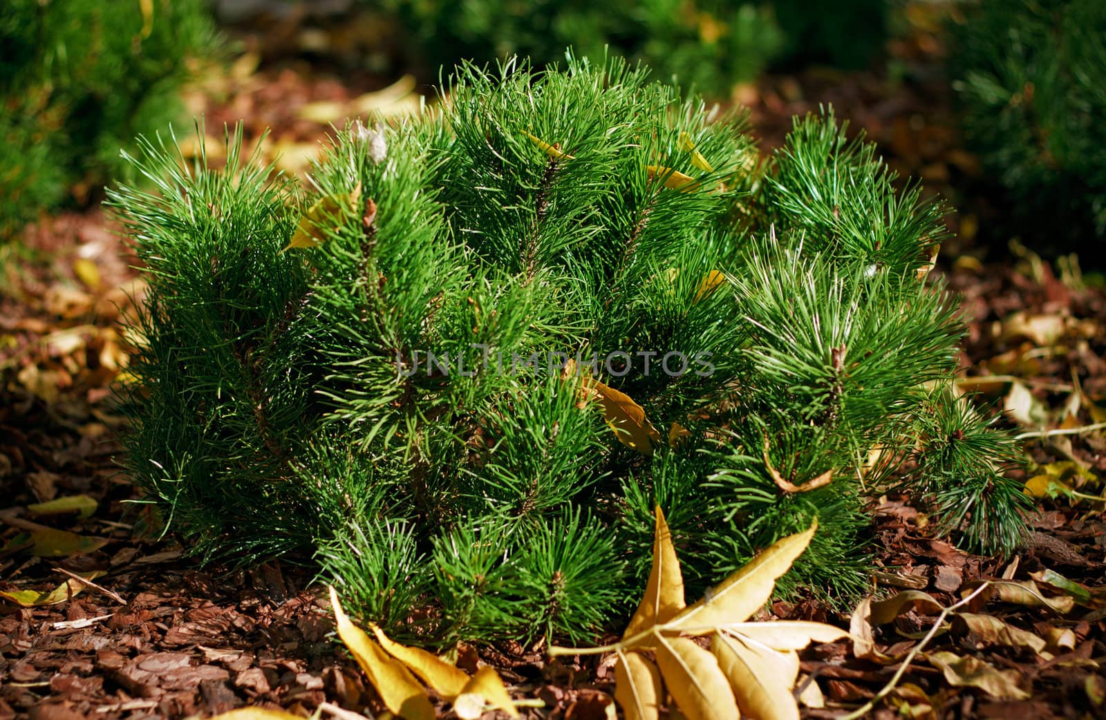 green shoots mountain spruce