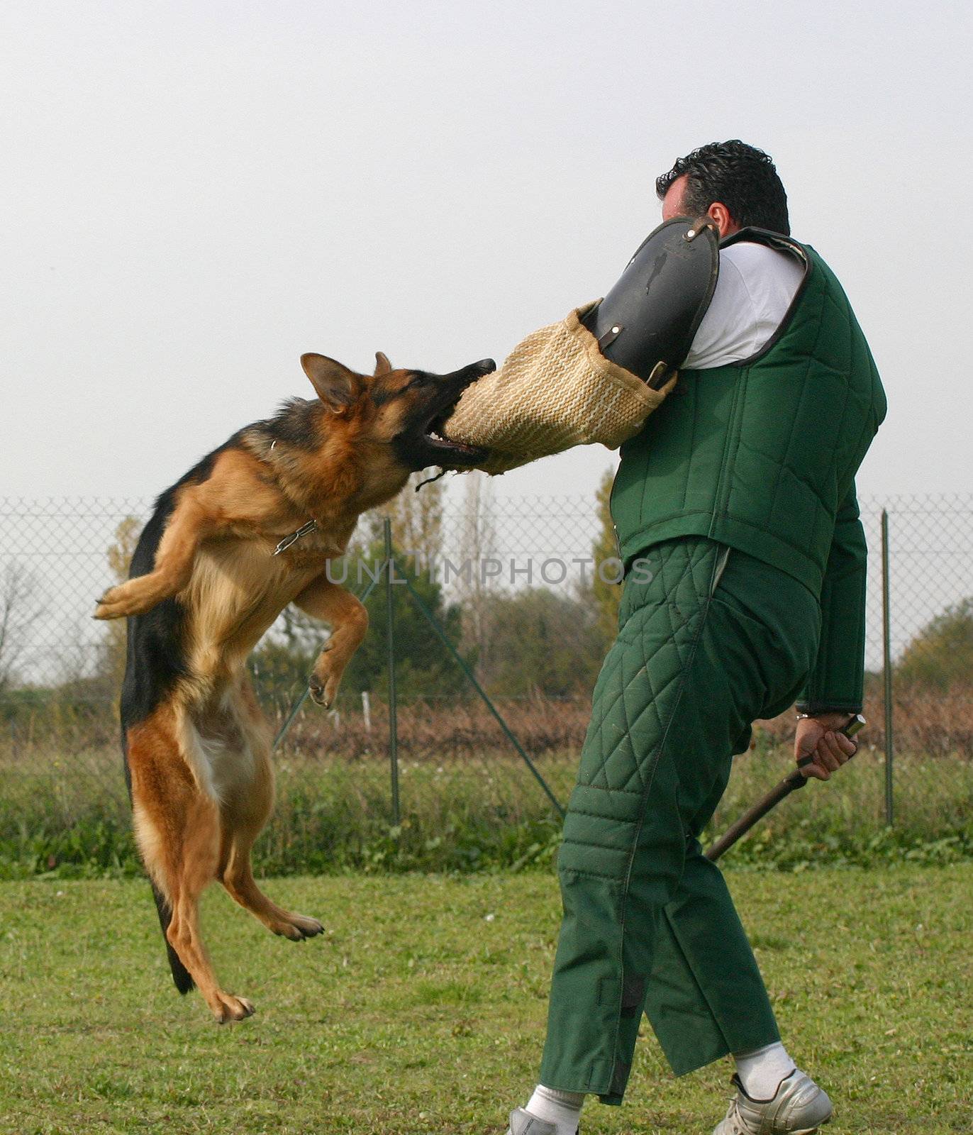 german shepherd in a training of attack
