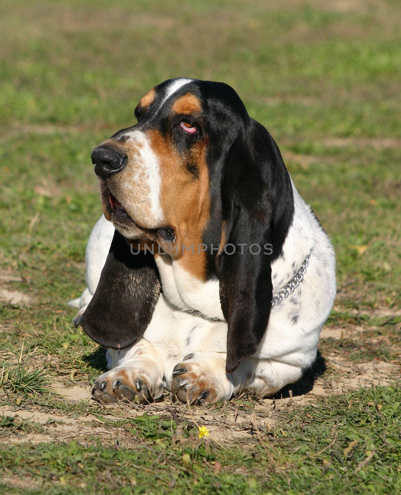 basset hound by cynoclub