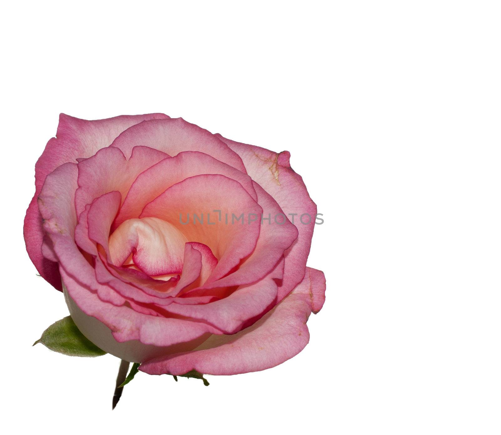 isolated pink rose by compuinfoto