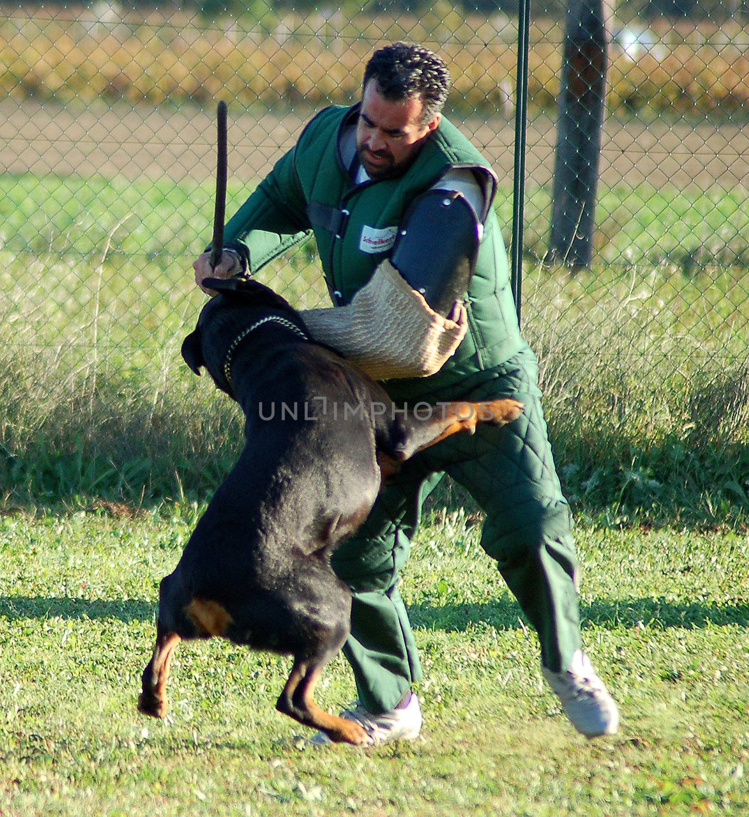 training in attack for a beautiful purebred rottweiler