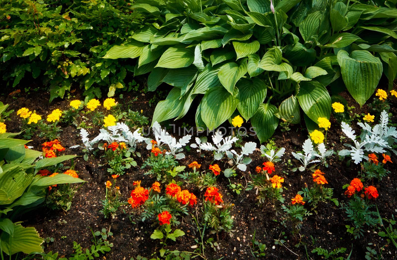 beautiful flowerbed with bushes, shoots and red nasturtium