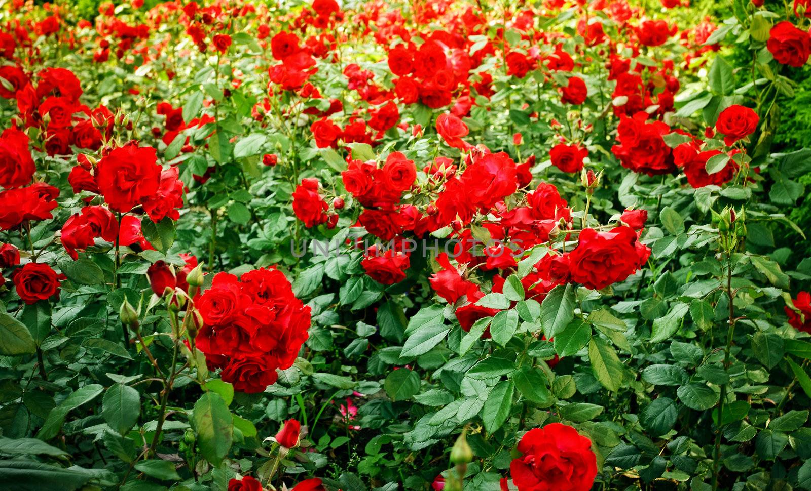 green field full of red wild roses