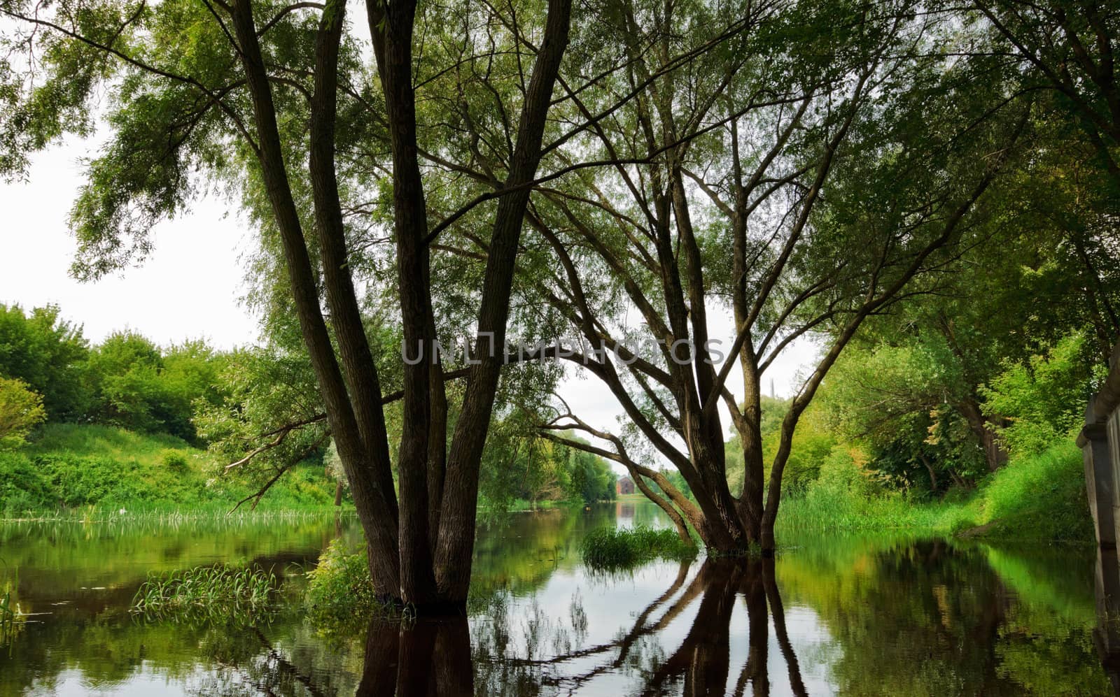 trees in flood in forest at summer day