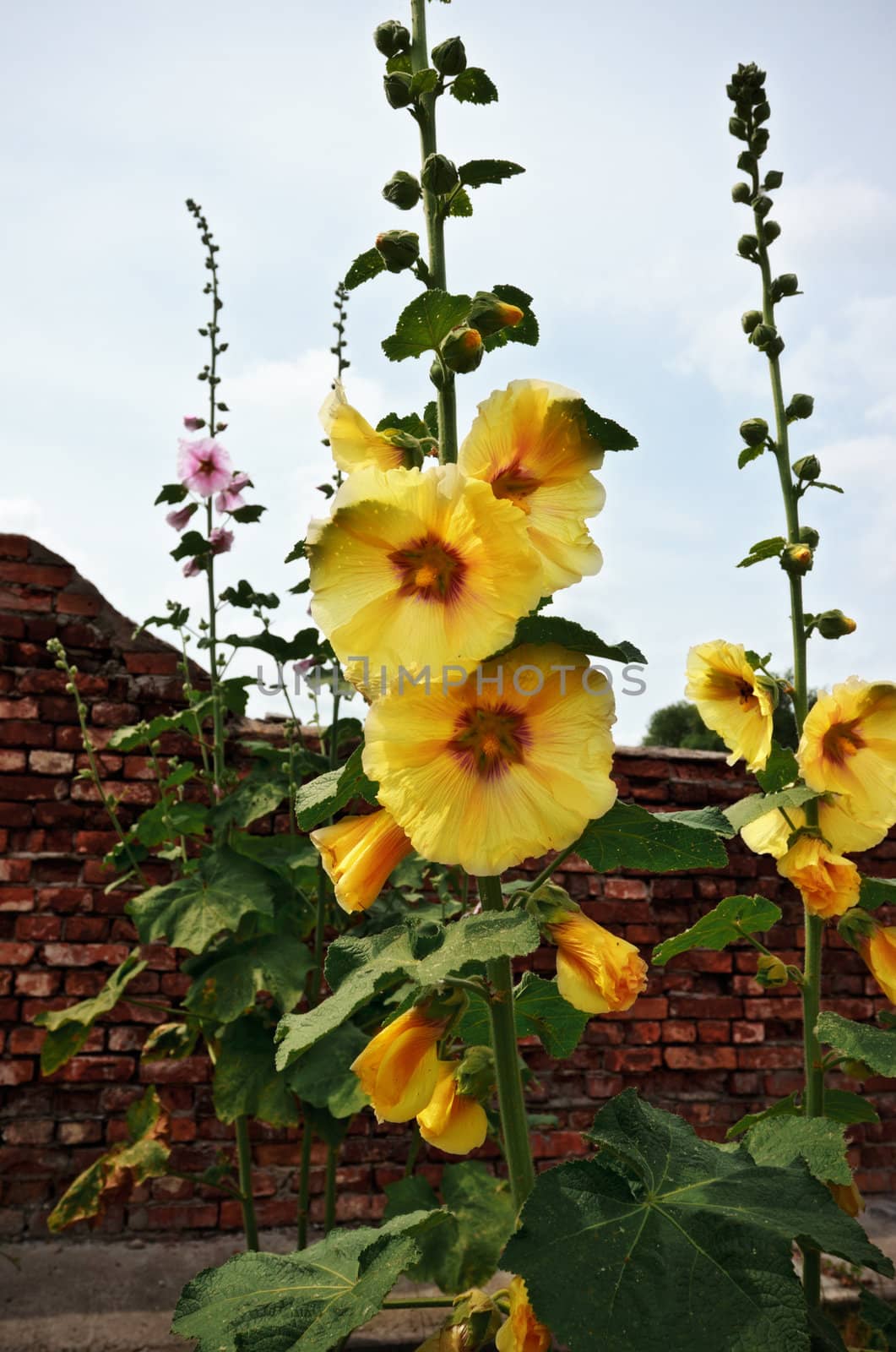 many yellow mallow flowers in old ruins