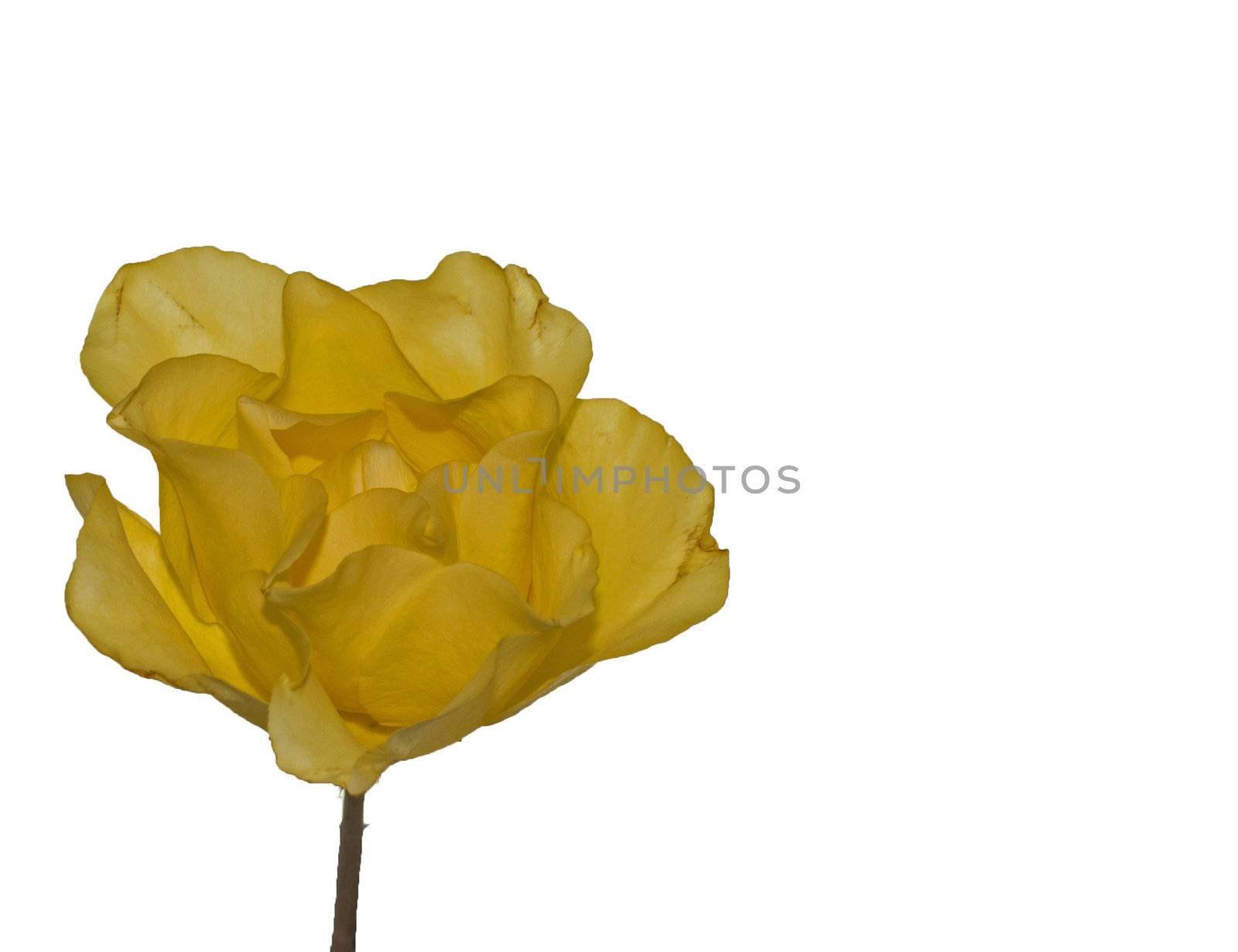 isolated yellow rose on white background