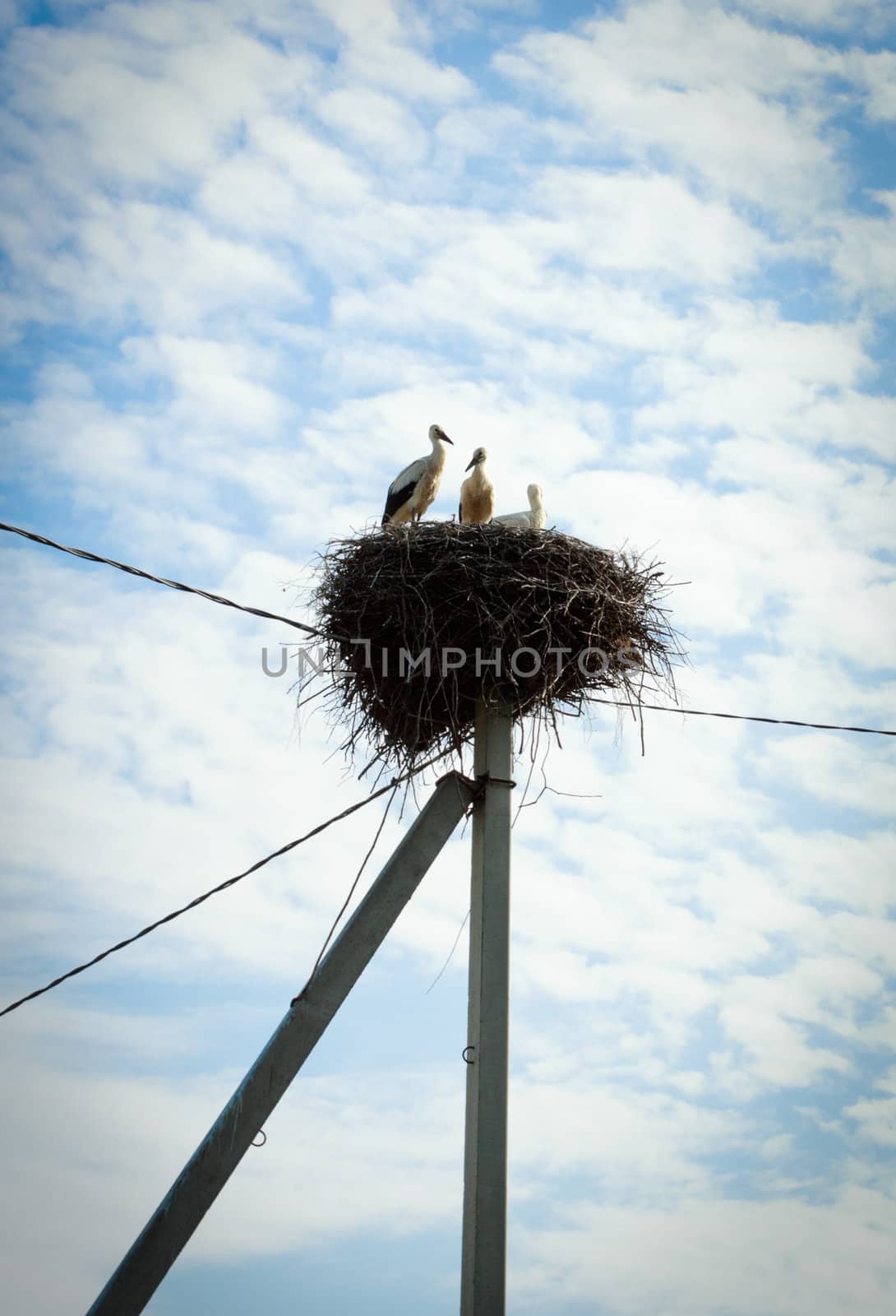 stork family in nest on sky background