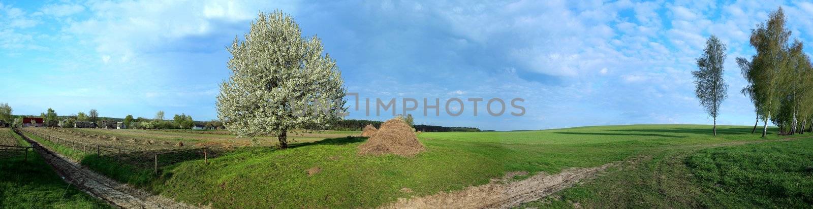 Panoramic image of a blooming tree in a field