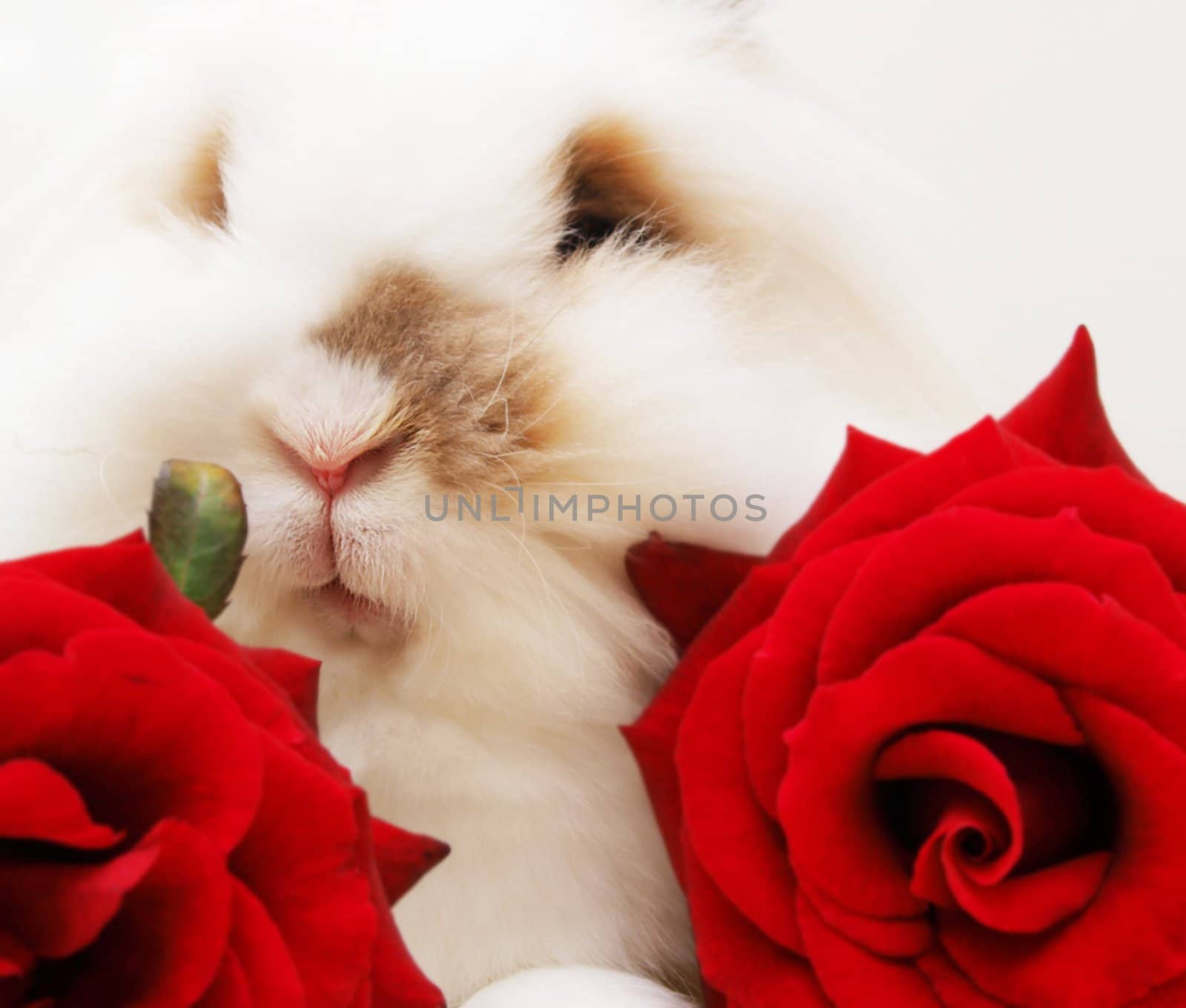 White lion head bunny, isolated between two red roses