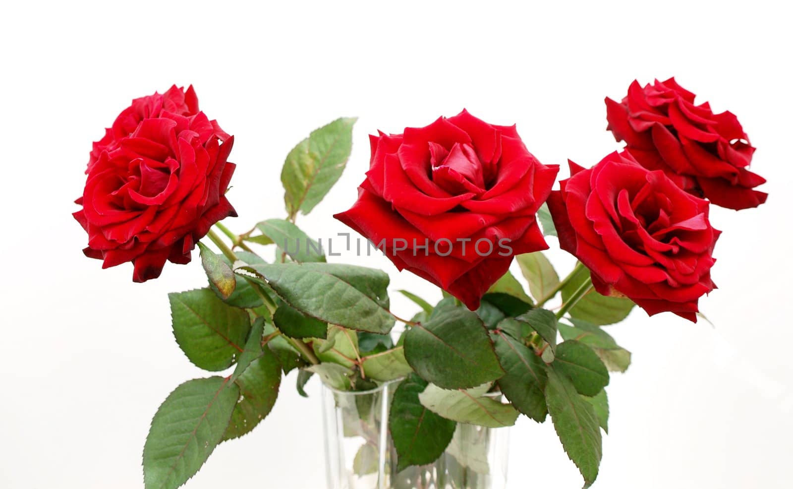 Red roses in a vase, towards white