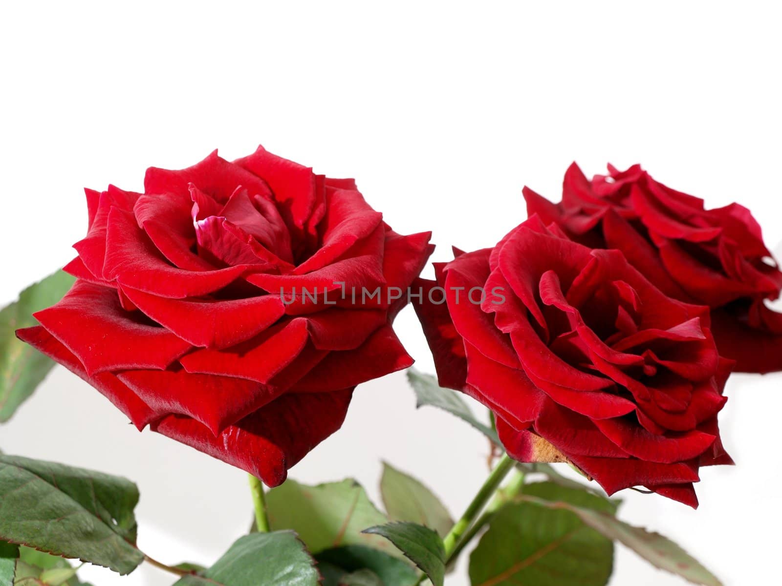 Red roses isolated towards white