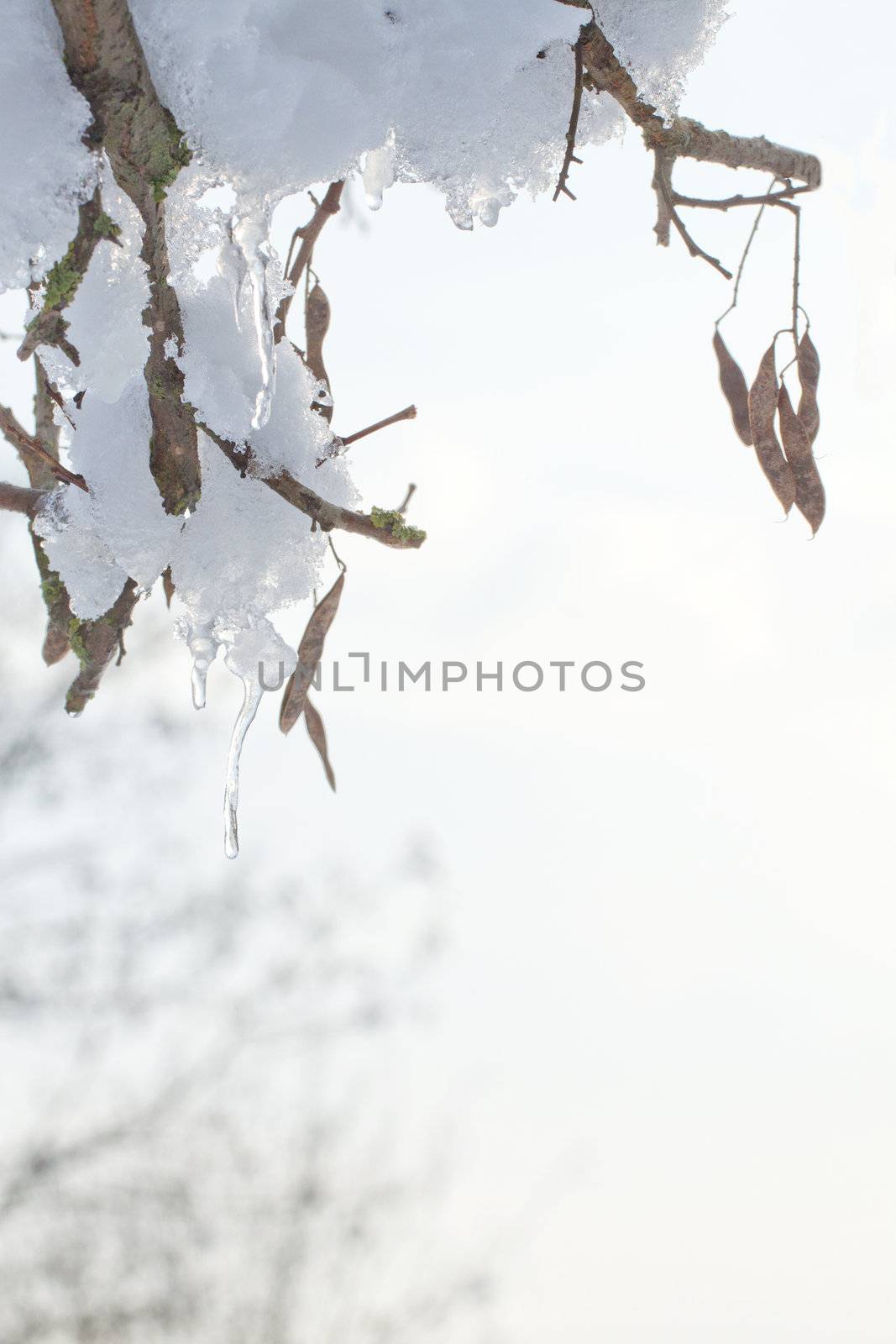 Icy drop pending from a snow covered tree