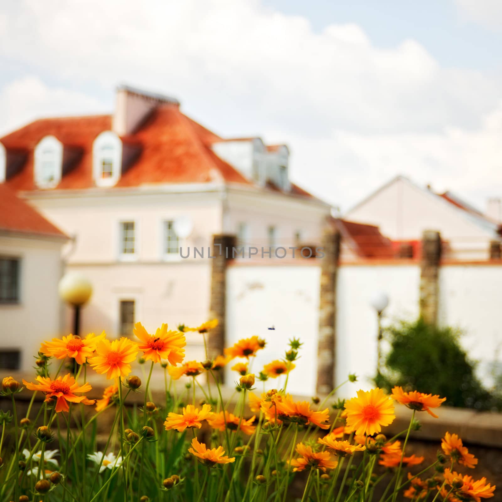 daisies in front of house by petr_malyshev