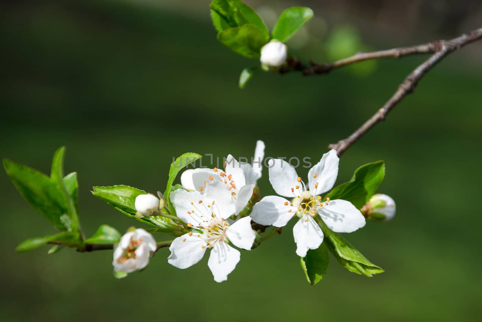 Branch of white blooming buds on a dark background