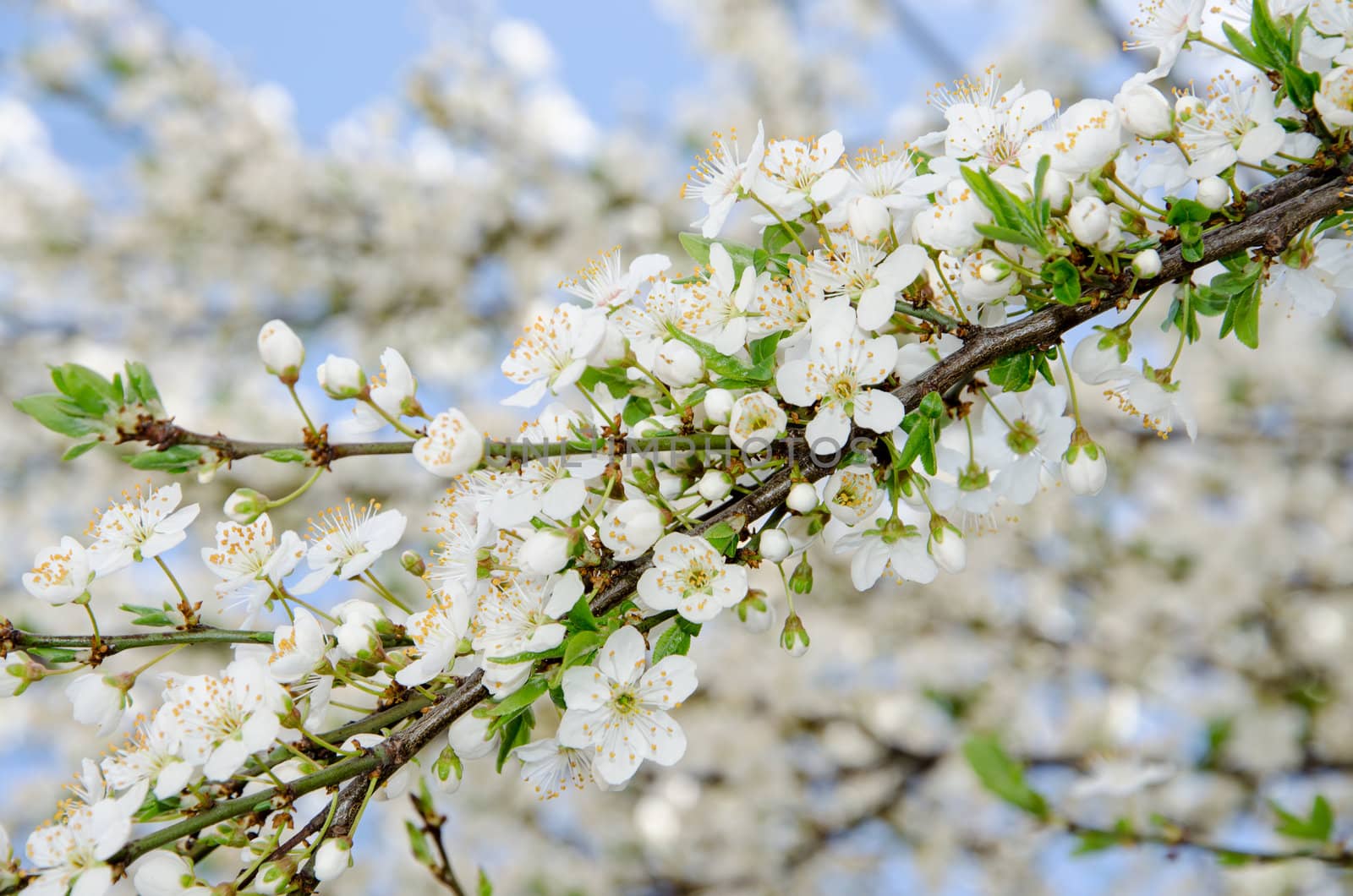 A background of white spring blooming branches by velislava