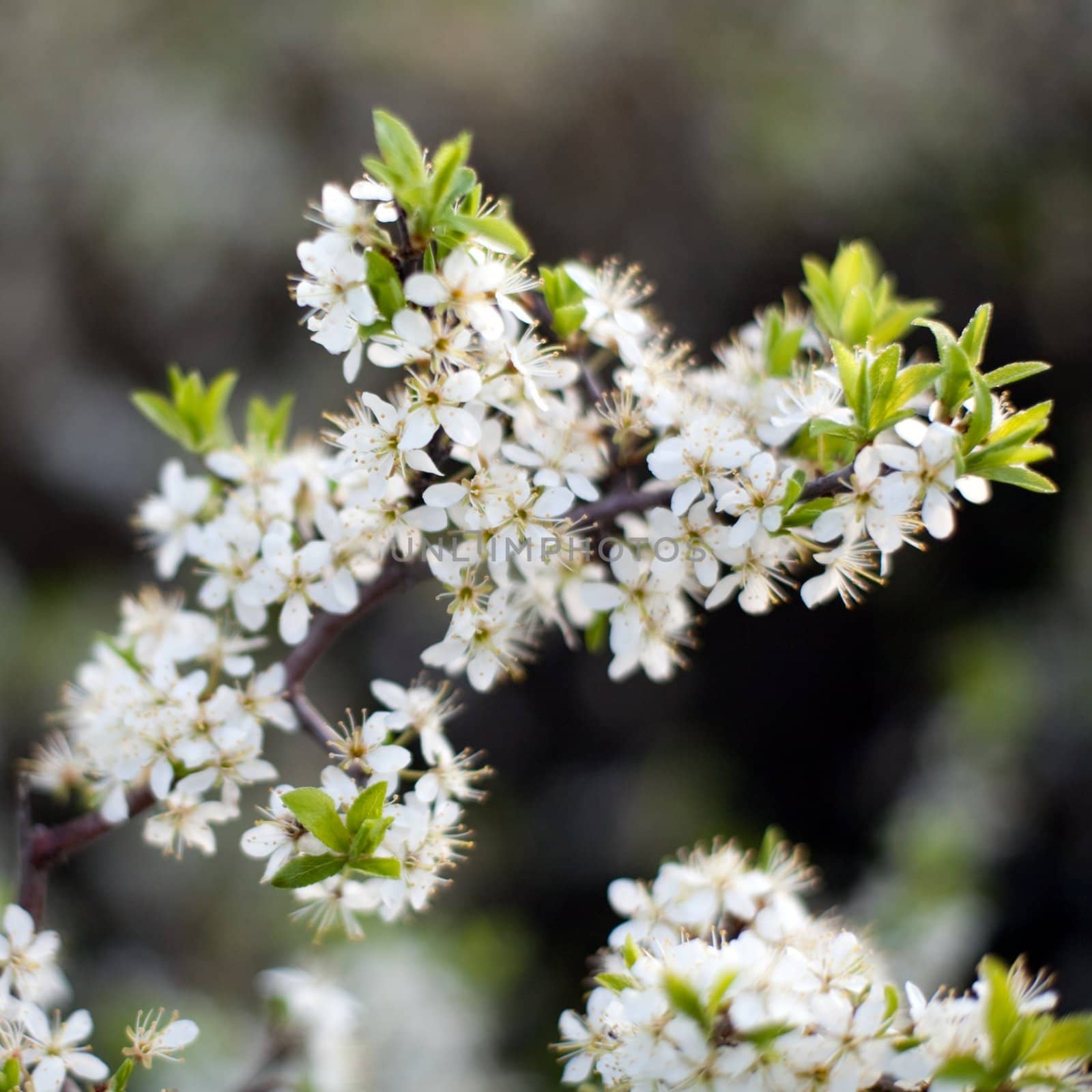 An image of beautiful white flowers of cherry-tree