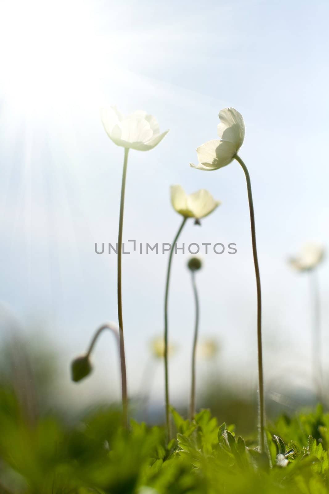 An image of a group of beautiful white flowers