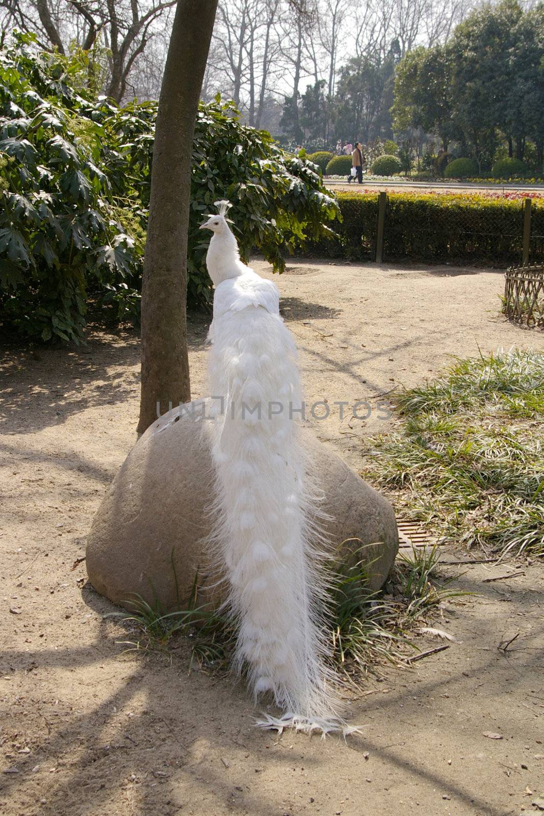 White peacock in zoo