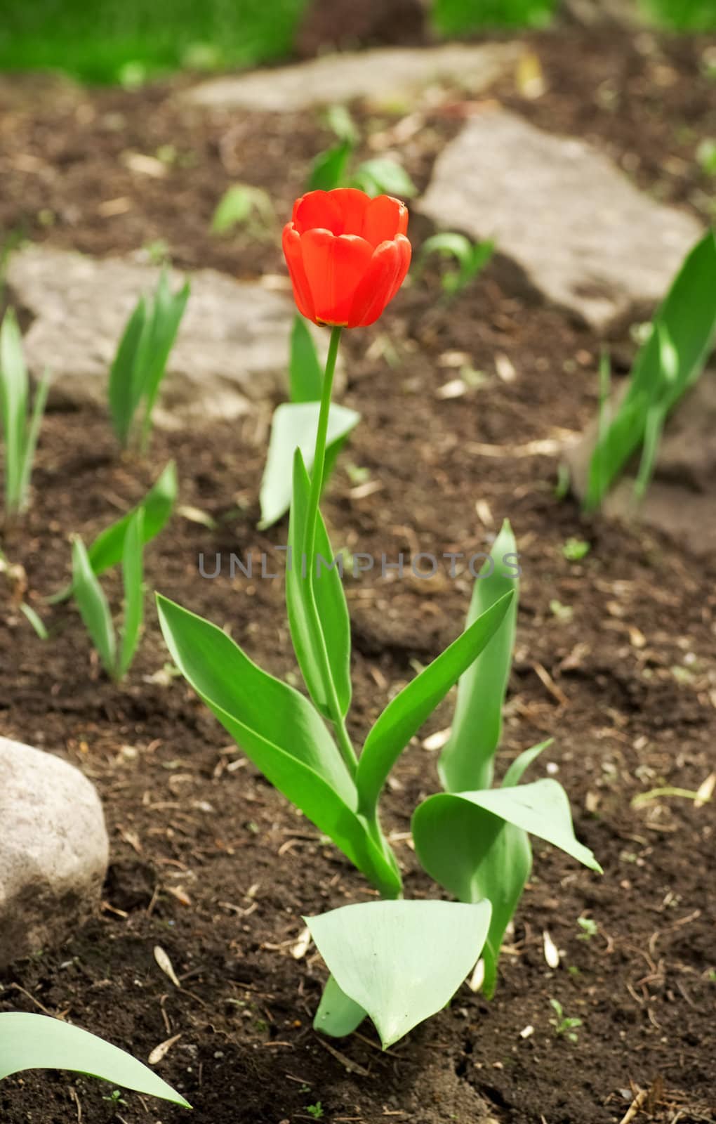 blossomed bud of red tulip at spring day