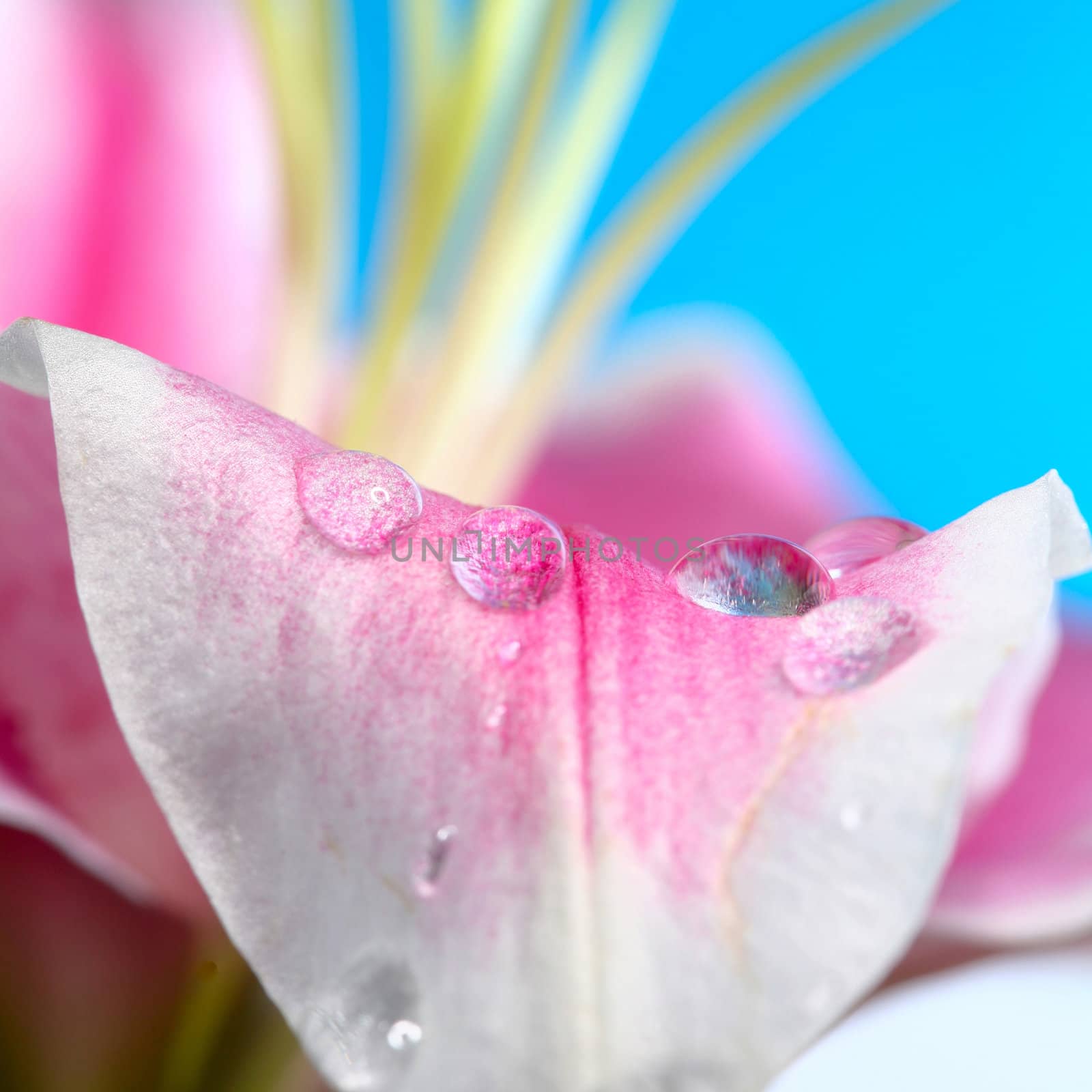 Petal raindrop by velkol