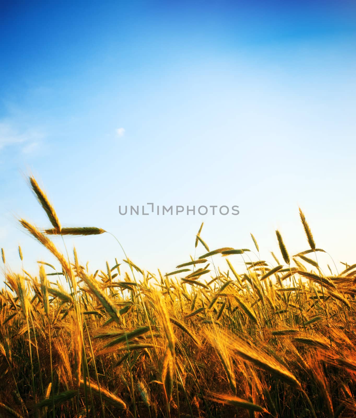 wheat field and blue sky at sunset
