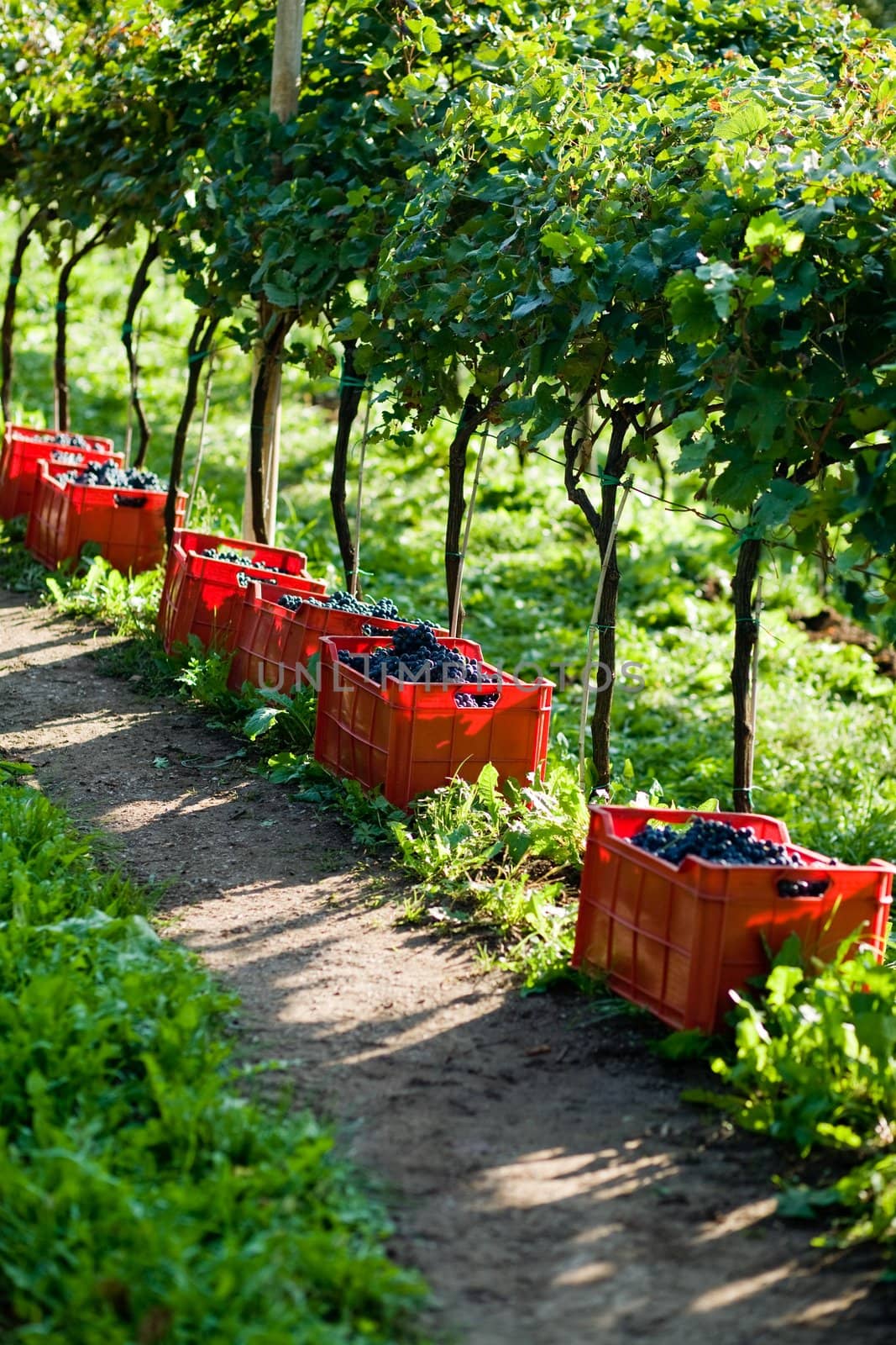 An image of blue grapes in red boxes