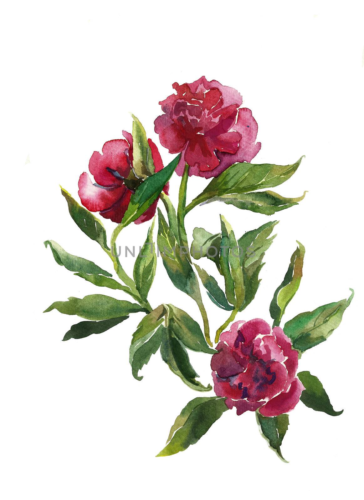 bouquet of peonies watercolor by nathings