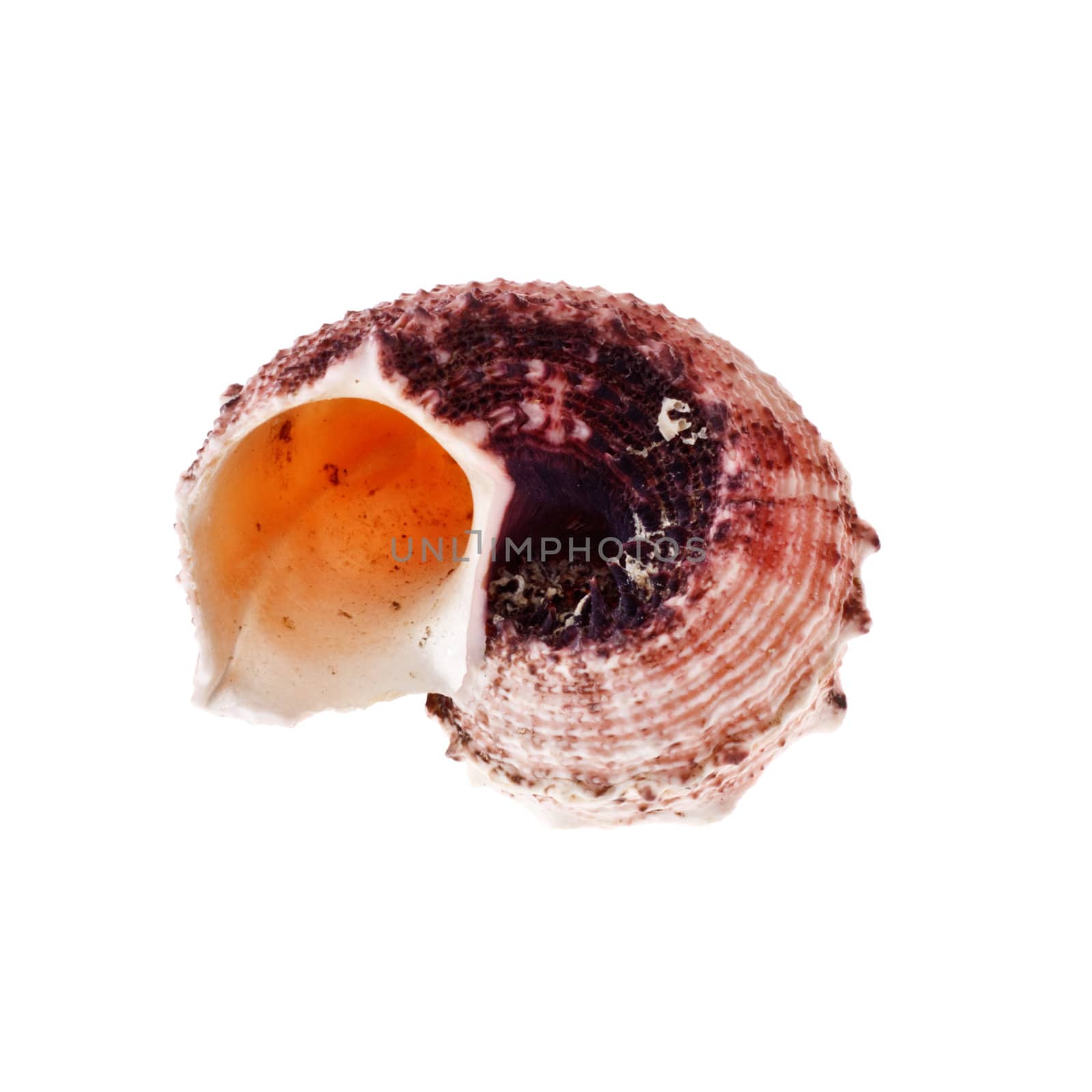 beautiful spiral seashell isolated on white background