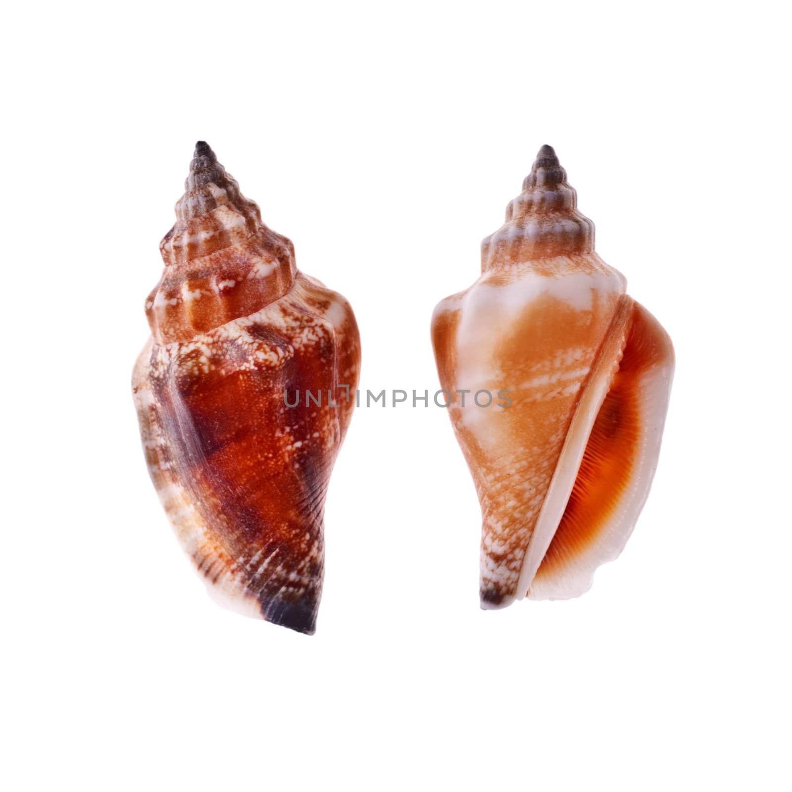 two beautiful spiral seashell isolated on white