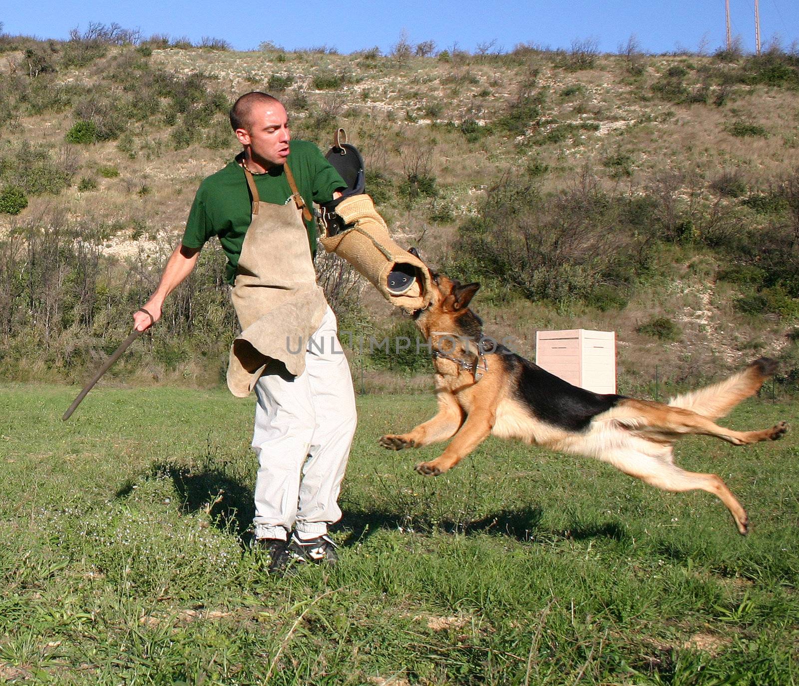 german shepherd in a training of attack