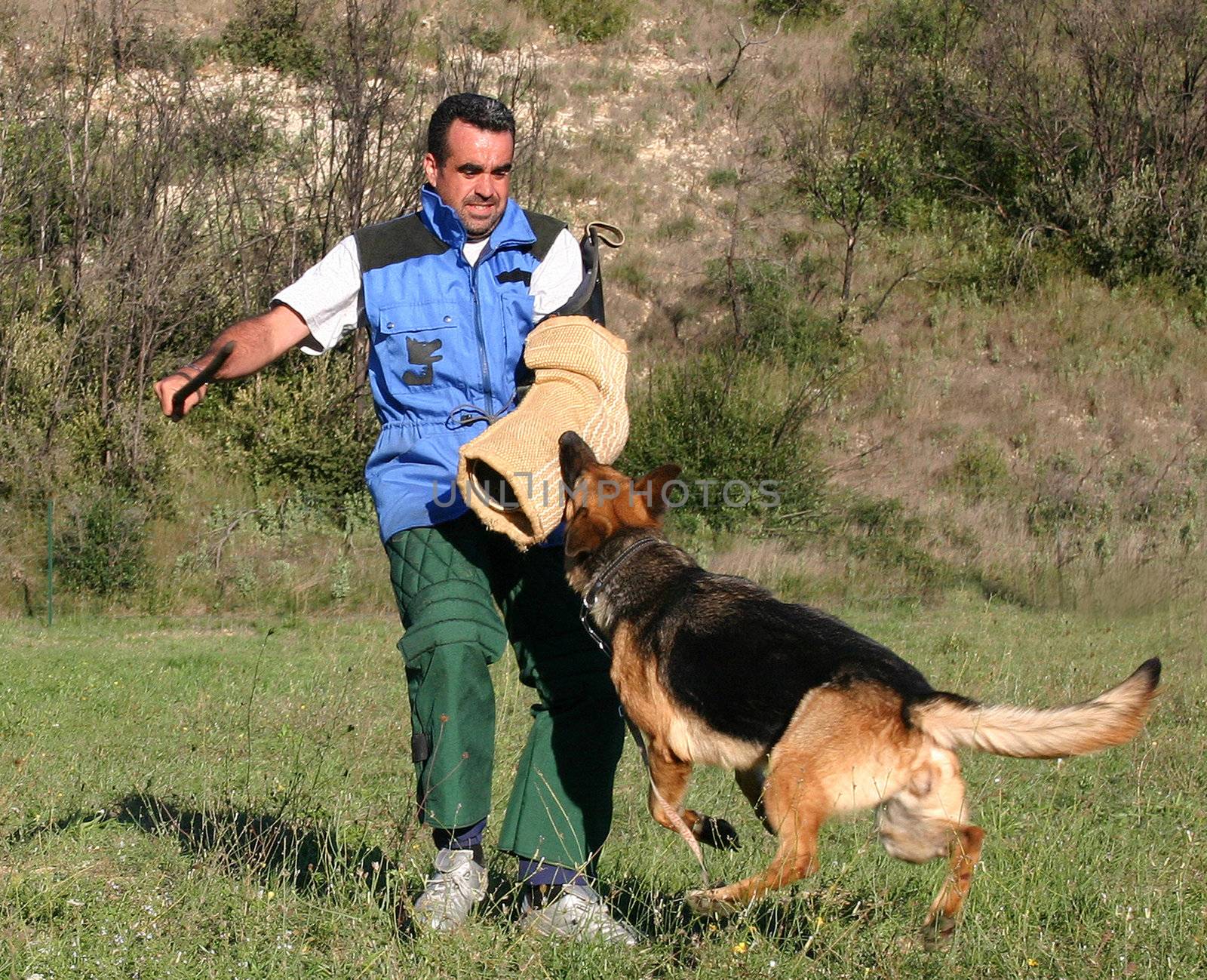 german shepherd in a training of attack