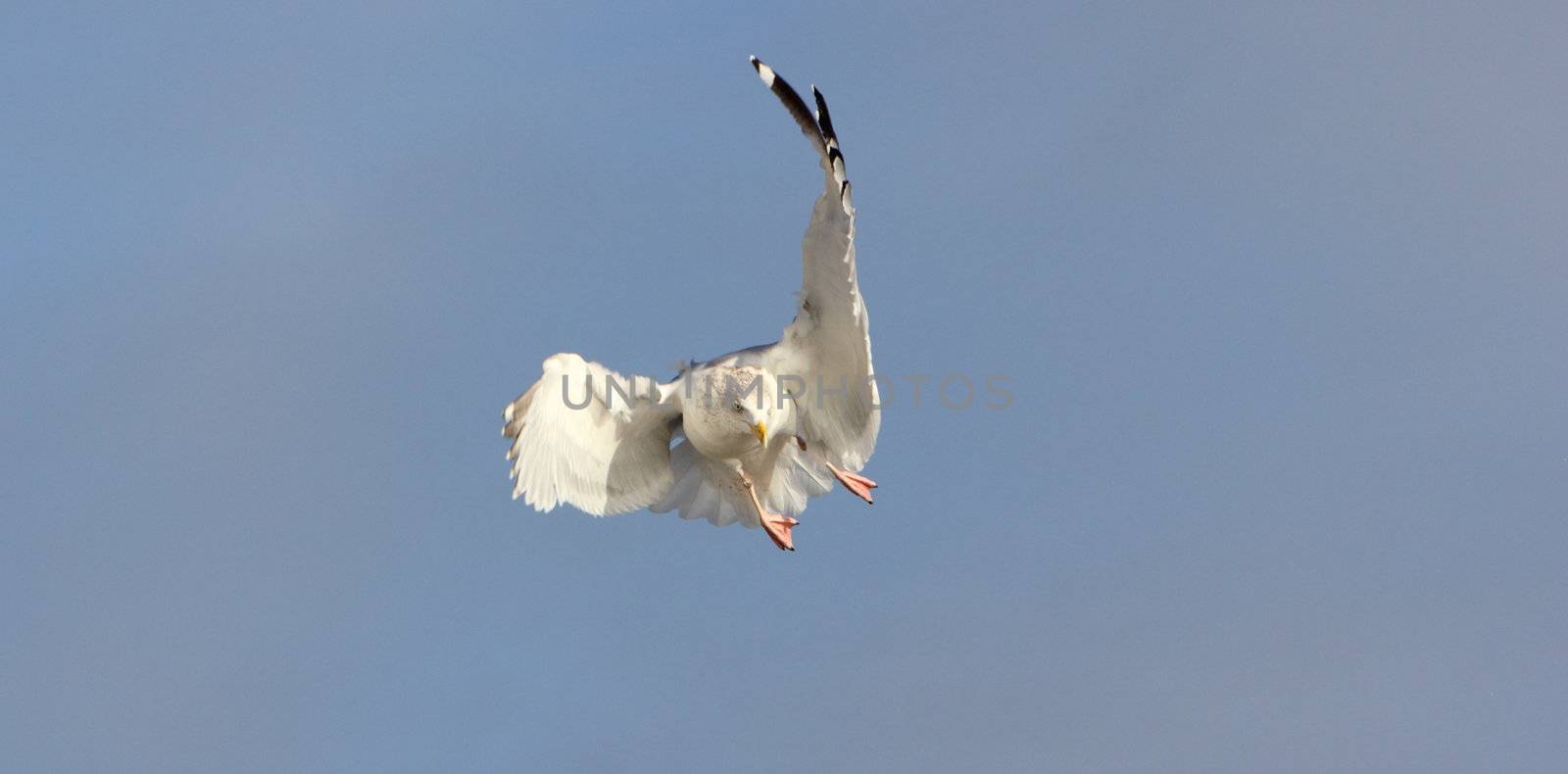 Seagull by mitzy