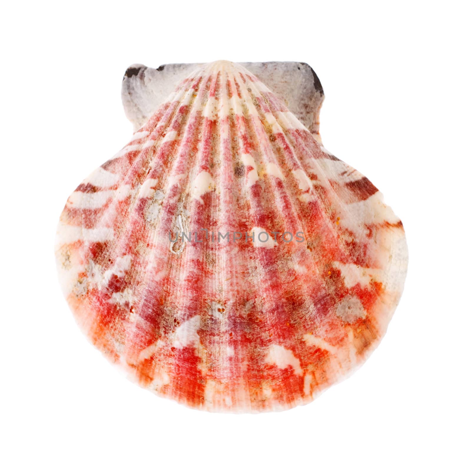 beauty radial seashell isolated on white background