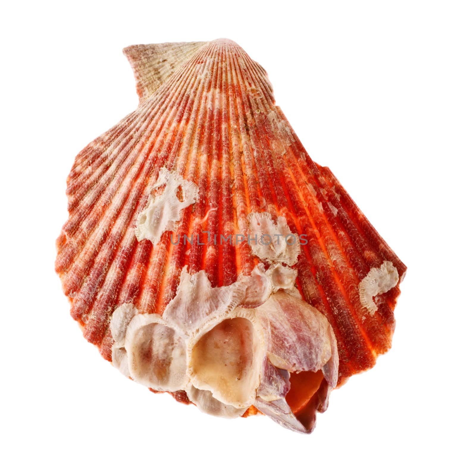 beauty radial seashell isolated on white background