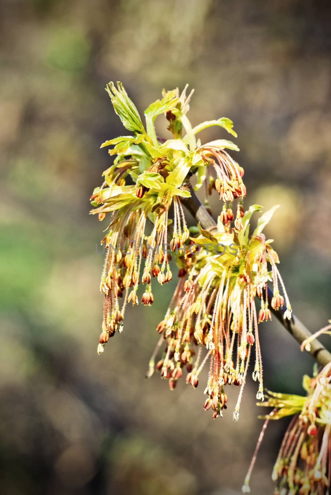 Spring Leaves by petr_malyshev