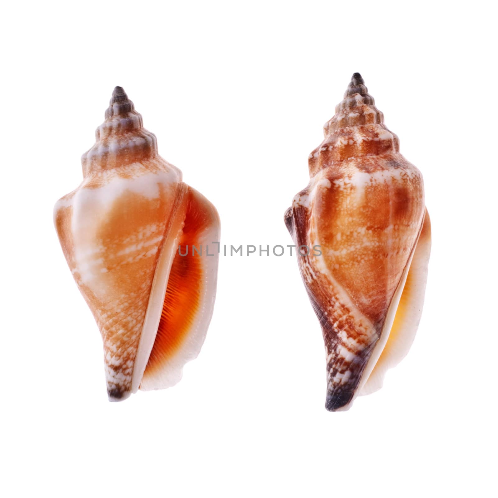 two beautiful spiral seashell isolated on white