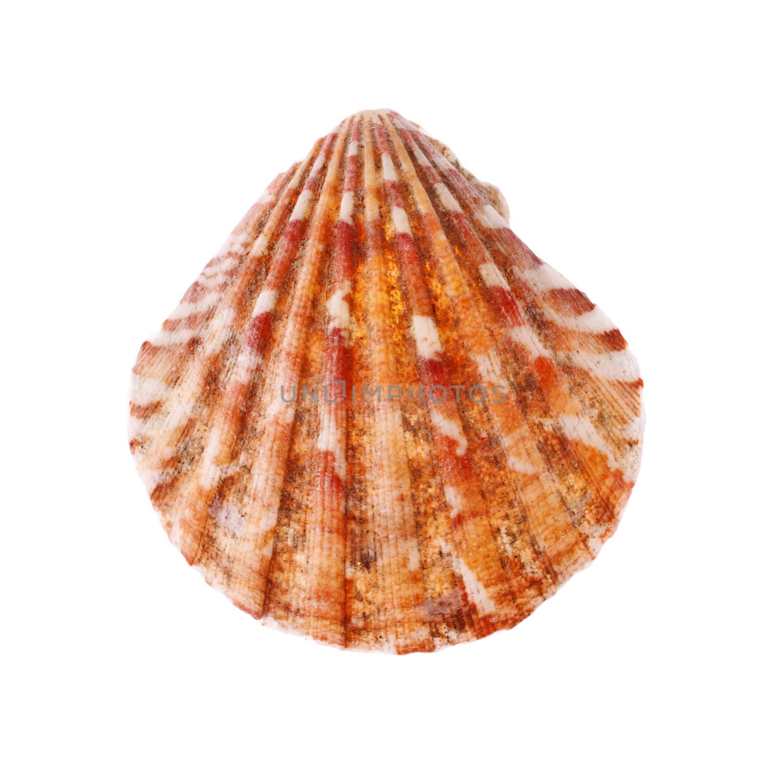 beauty radial seashell isolated on white background