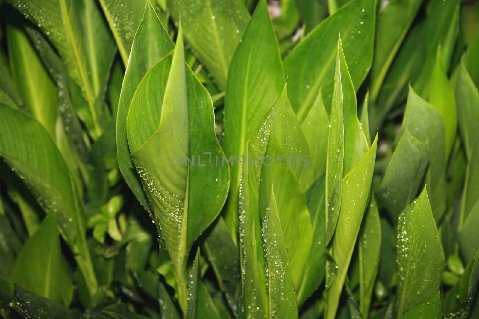 summer background from the bright green juicy leaves with water drops