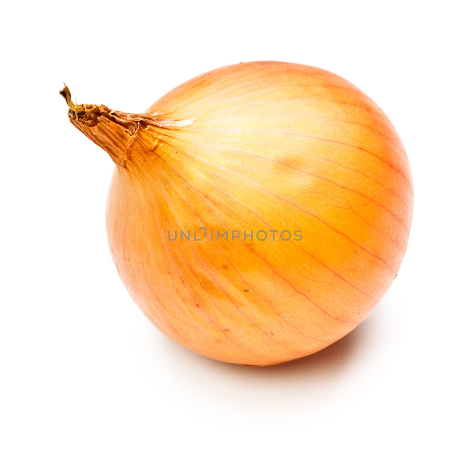 Onion Bulb by petr_malyshev