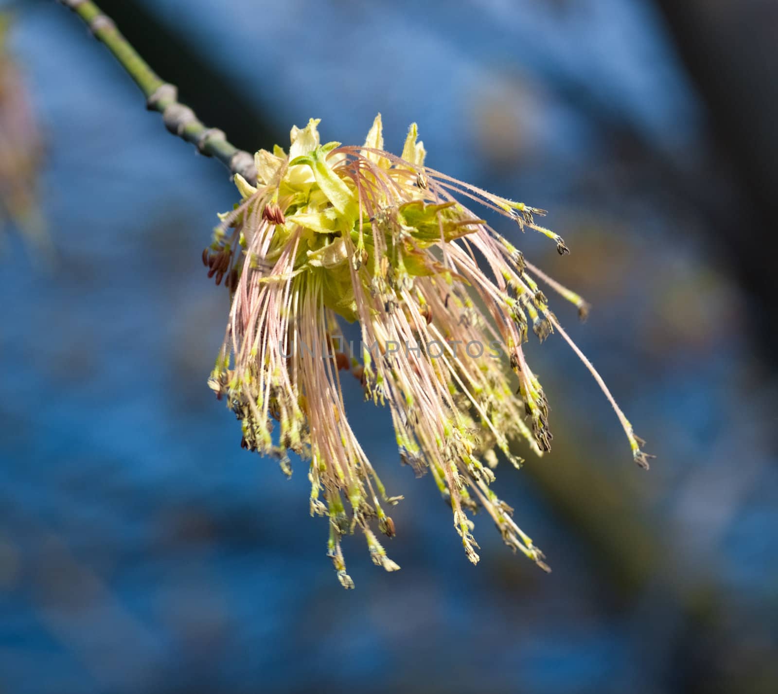 Spring Leaves by petr_malyshev